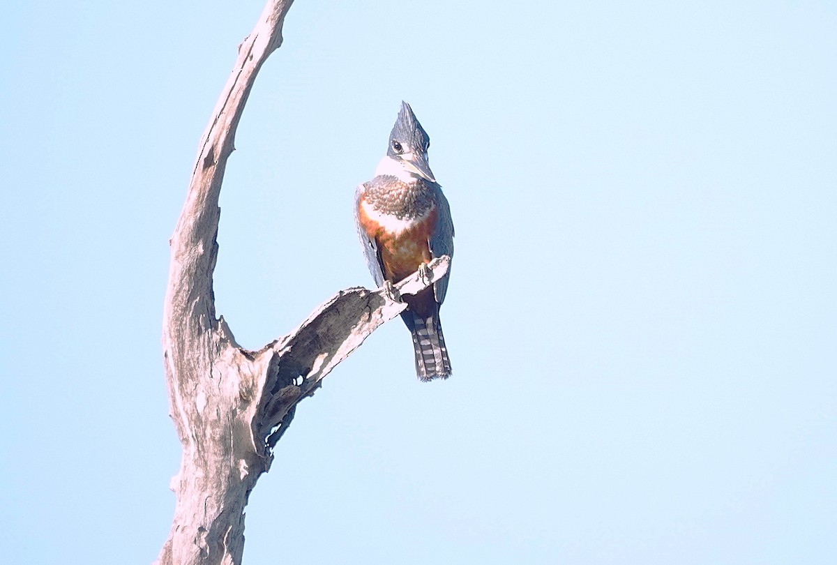 Ringed Kingfisher - ML638374676