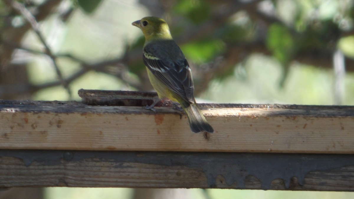 Western Tanager - ML638374689