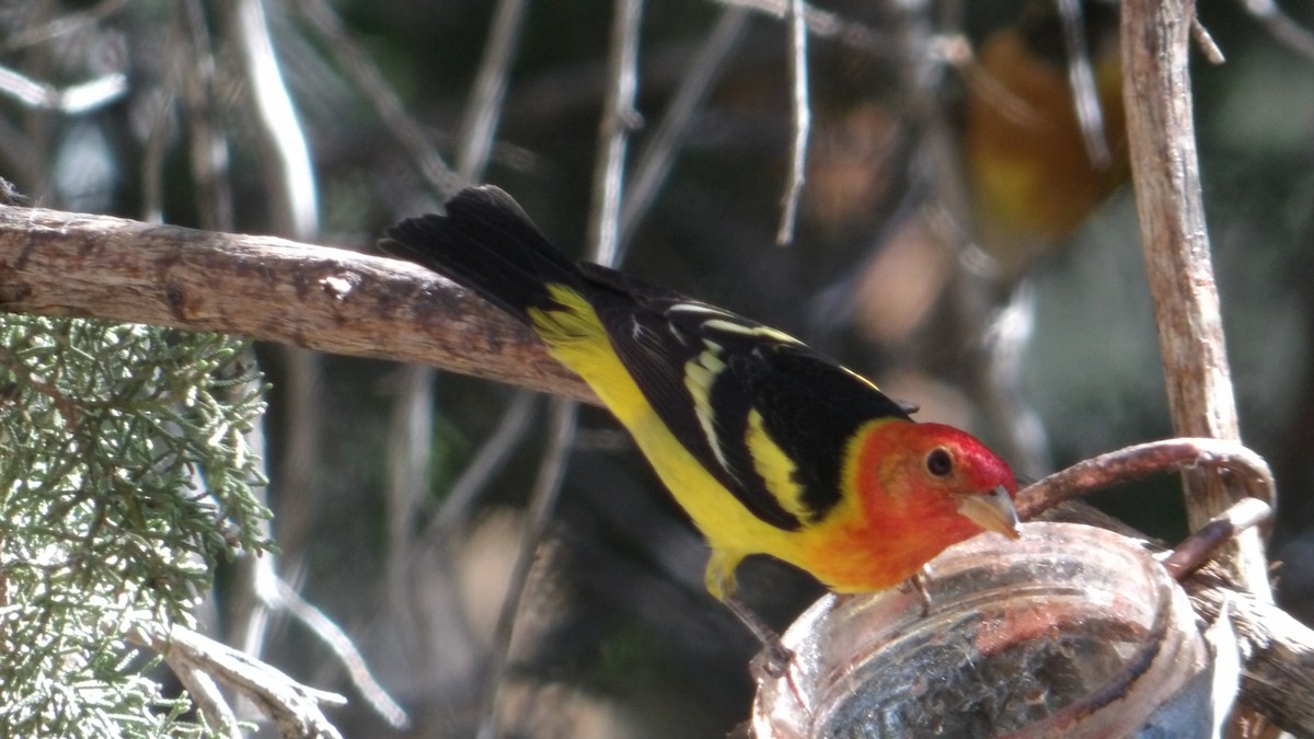 Western Tanager - ML638374690