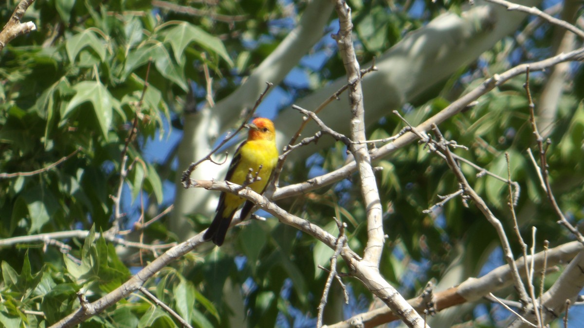 Western Tanager - ML638374691