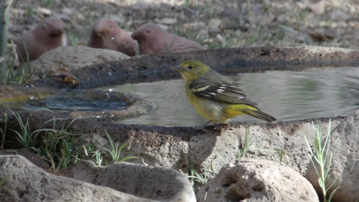 Western Tanager - ML638374692
