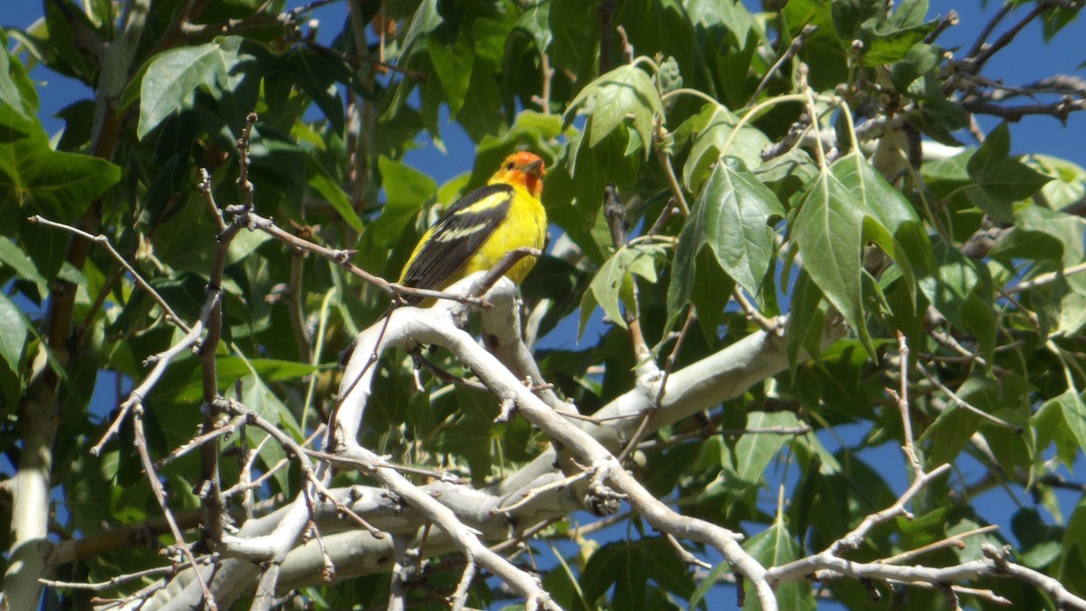 Western Tanager - ML638374693
