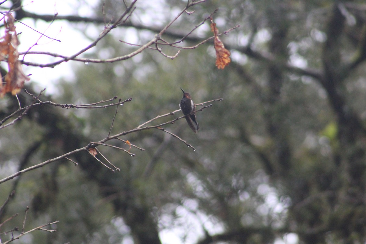 Black Jacobin - ML638374742