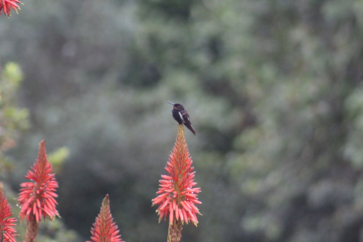 Black Jacobin - ML638374743