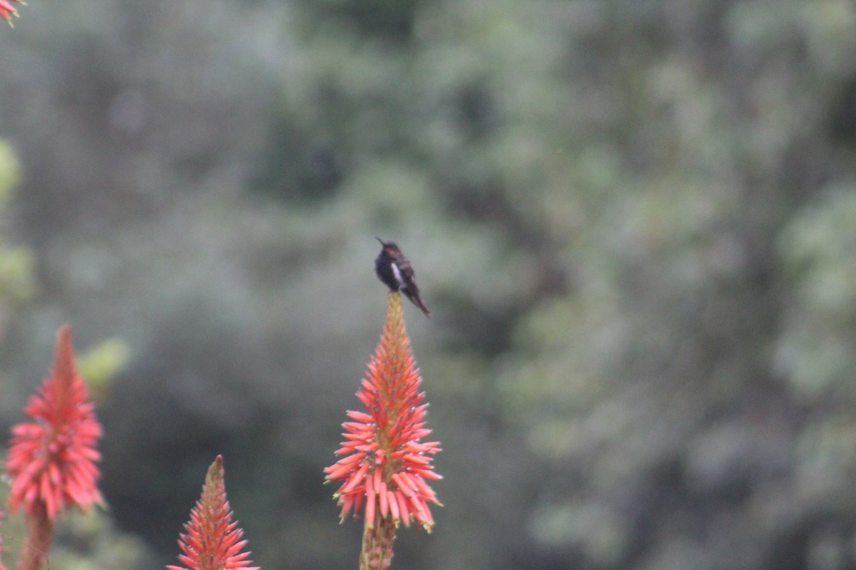 Black Jacobin - ML638374744