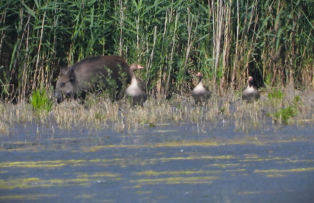 Graylag Goose - ML638374803