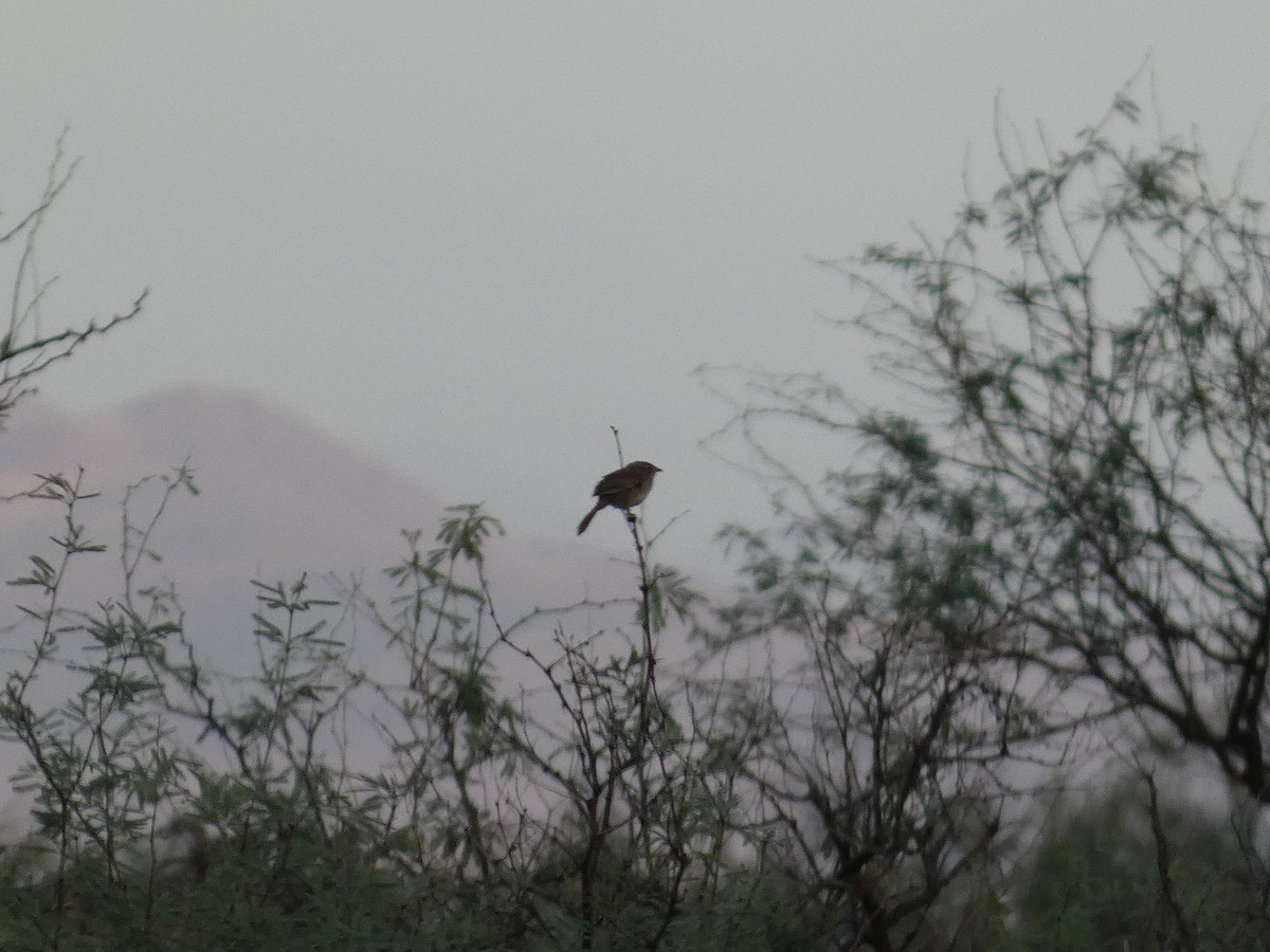 Botteri's Sparrow - ML638374814
