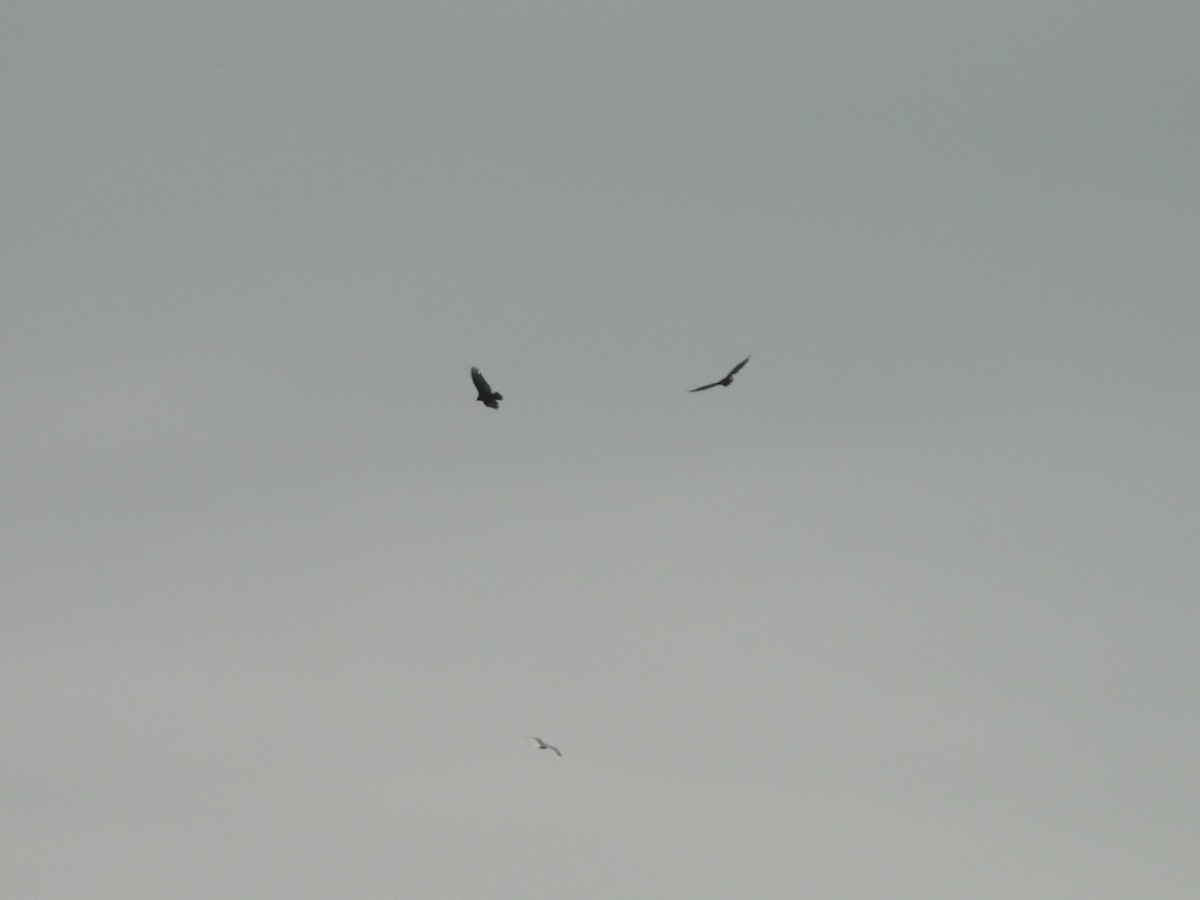 Turkey Vulture - ML638374854