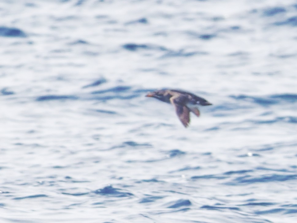 Rhinoceros Auklet - ML638374856