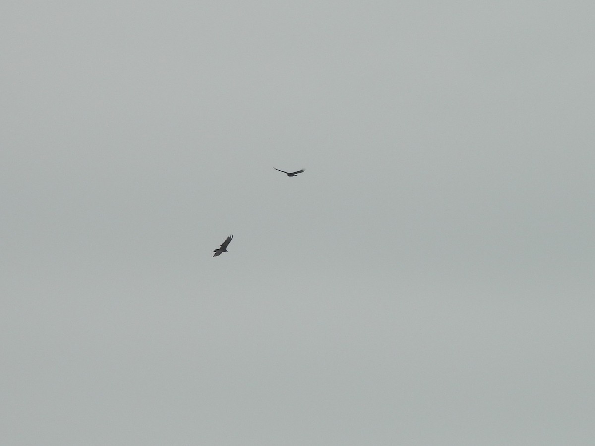Turkey Vulture - ML638374865