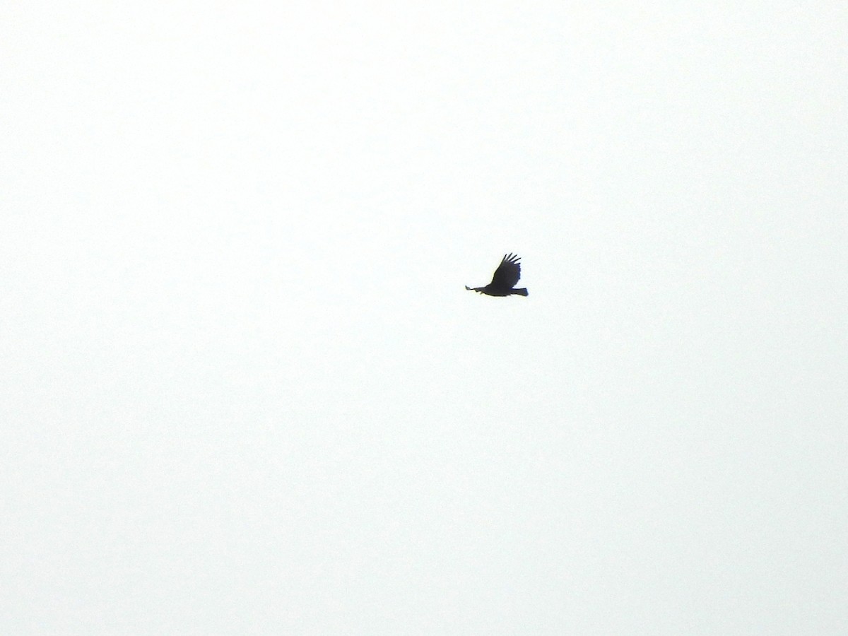 Turkey Vulture - ML638374879