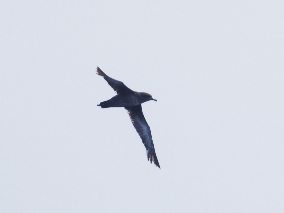 Sooty Shearwater - ML638374881