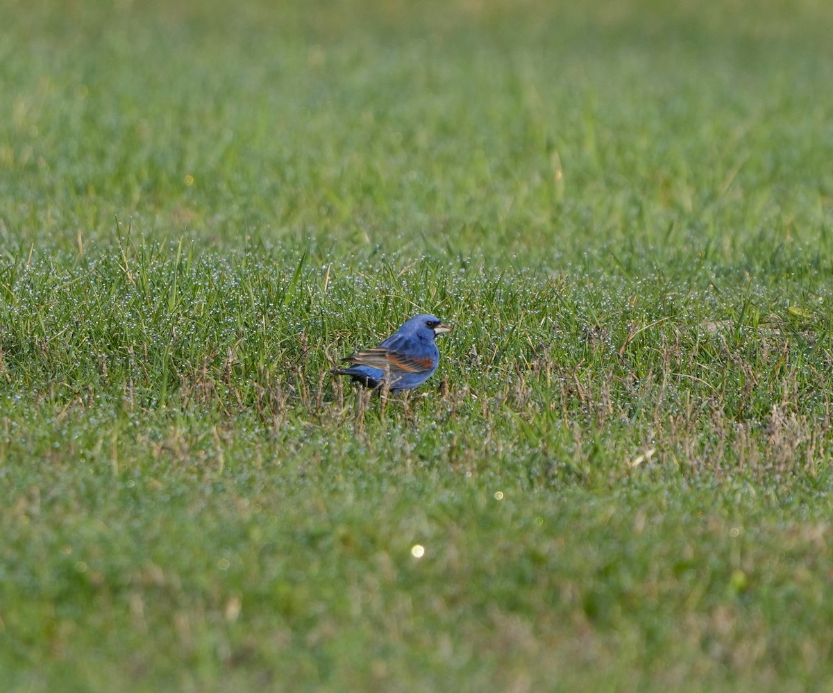 Guiraca bleu - ML638374885