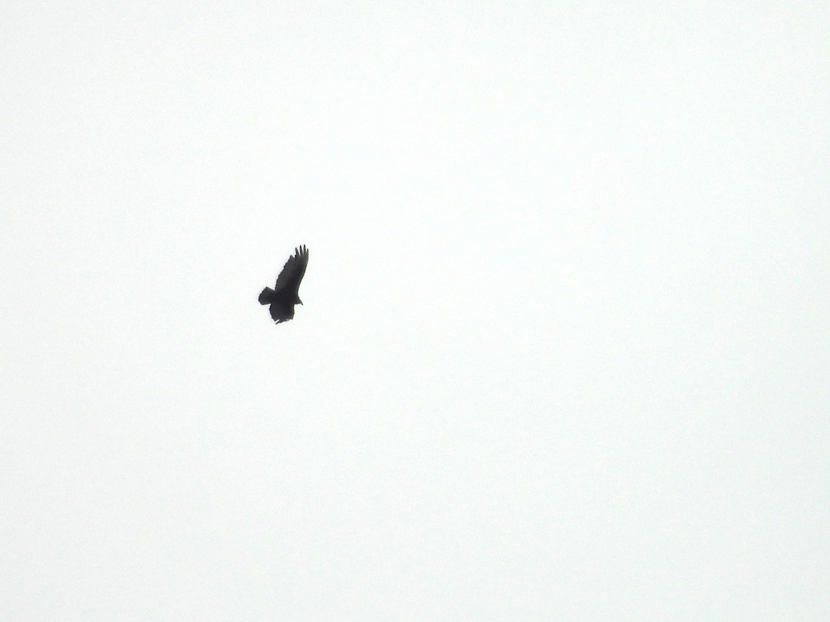 Turkey Vulture - ML638374886