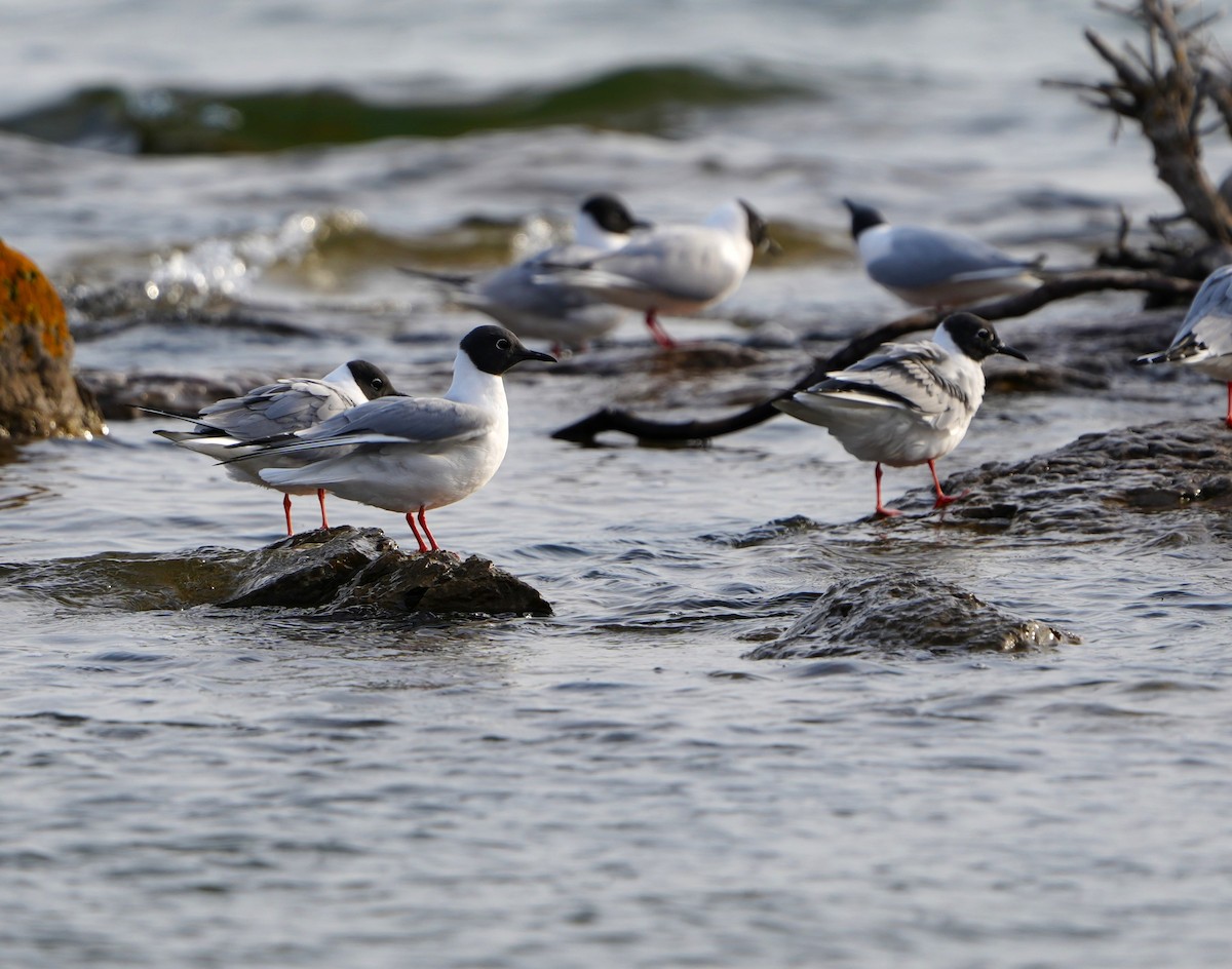Bonaparte's Gull - ML638374896