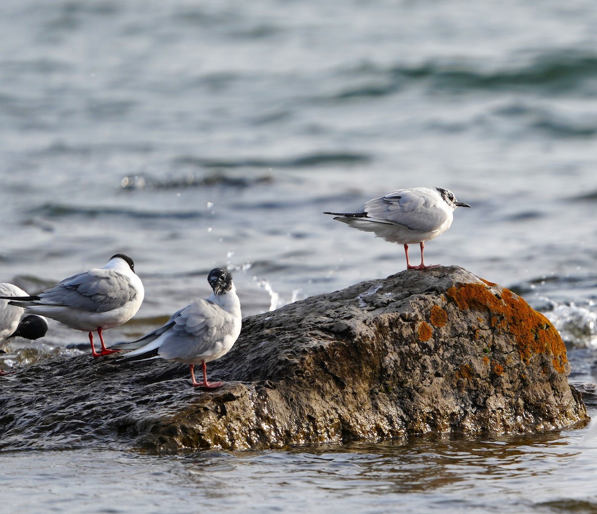 Bonaparte's Gull - ML638374897