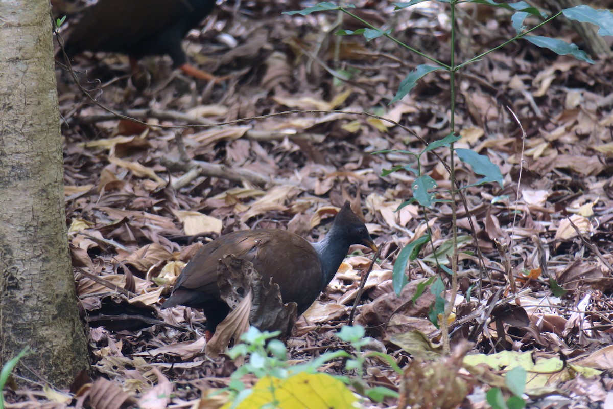 Orange-footed Megapode - ML638374898