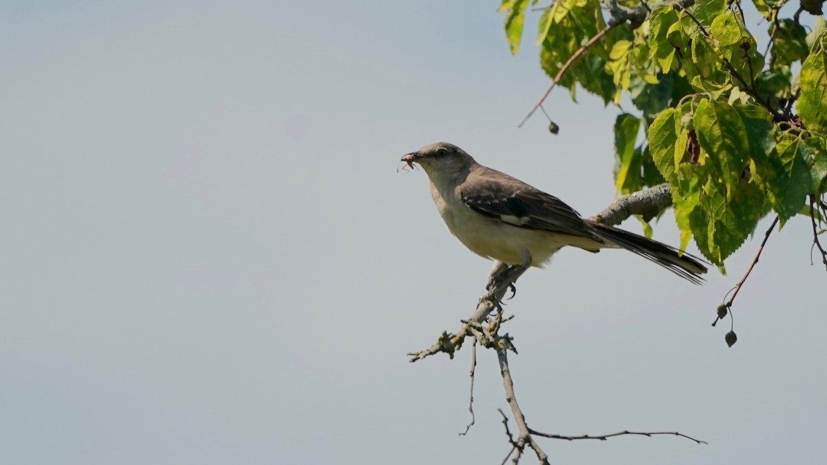 Northern Mockingbird - ML638374908