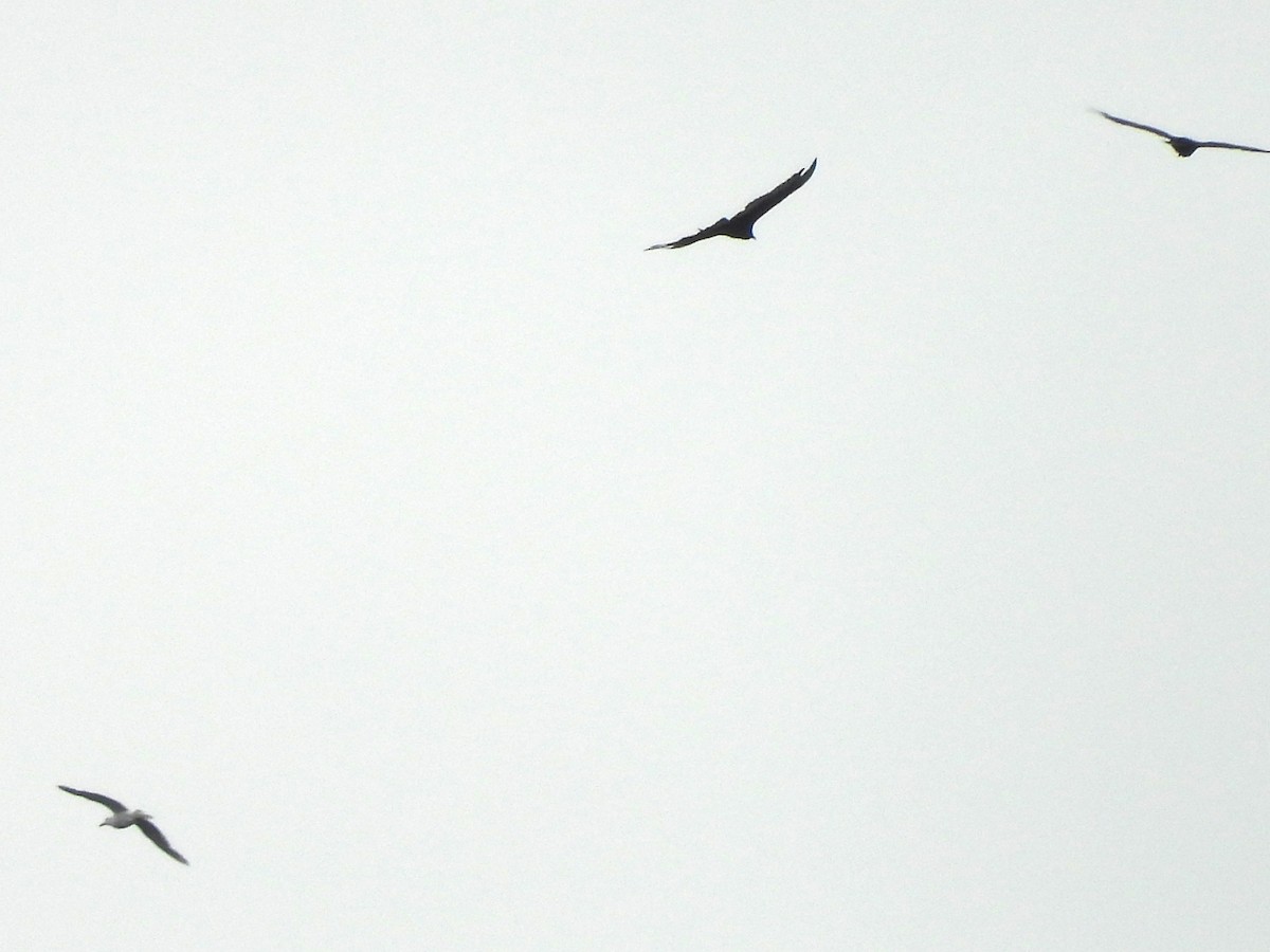 Turkey Vulture - ML638374913