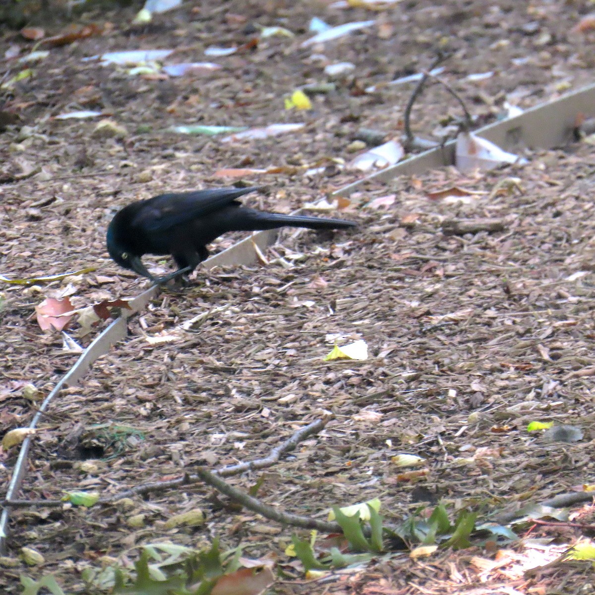 Common Grackle - ML638374931