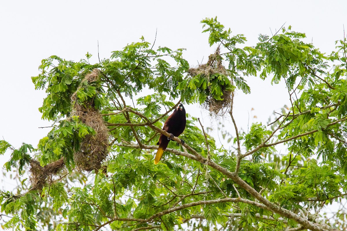 Montezuma Oropendola - ML638374932