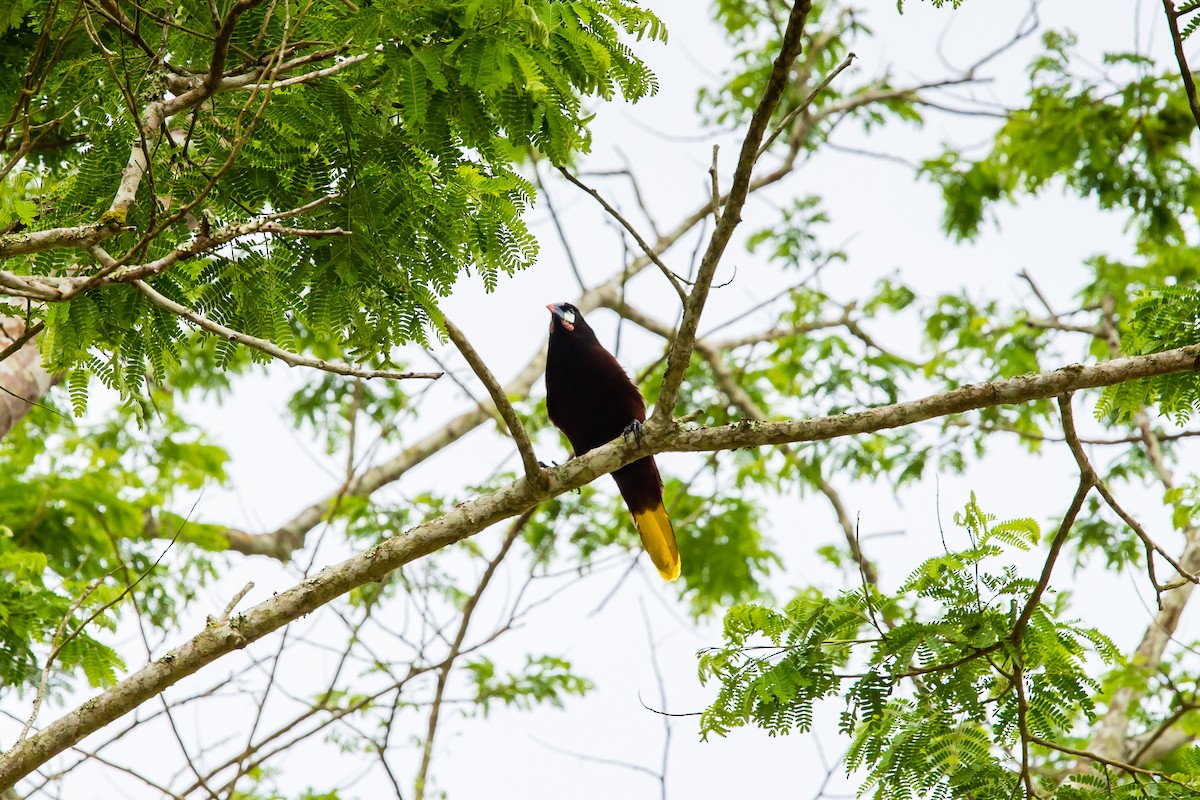 Montezuma Oropendola - ML638374933