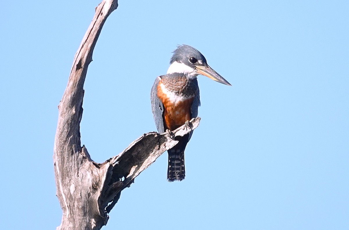 Ringed Kingfisher - ML638374971