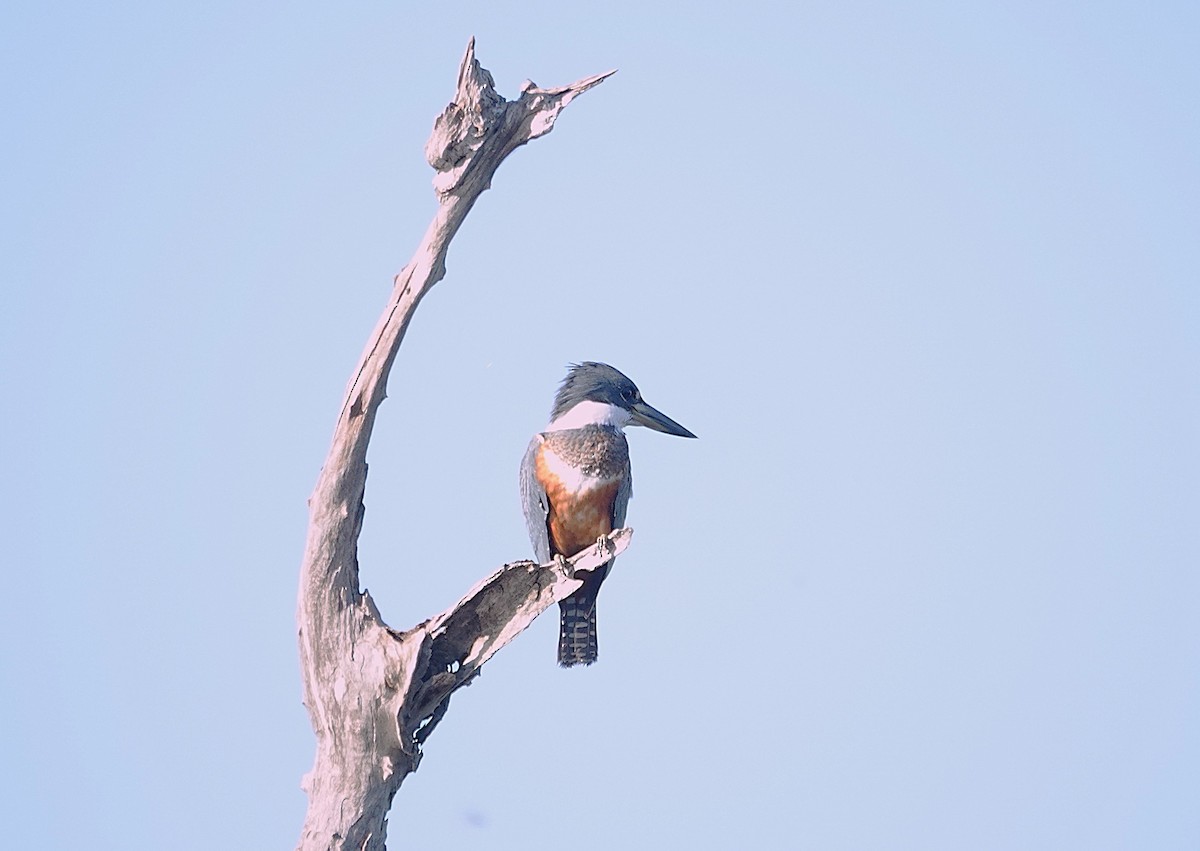 Ringed Kingfisher - ML638374972