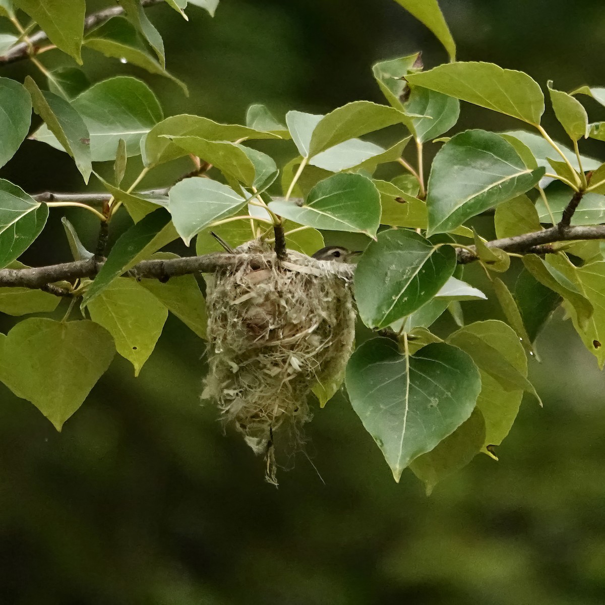 Warbling Vireo - ML638374995