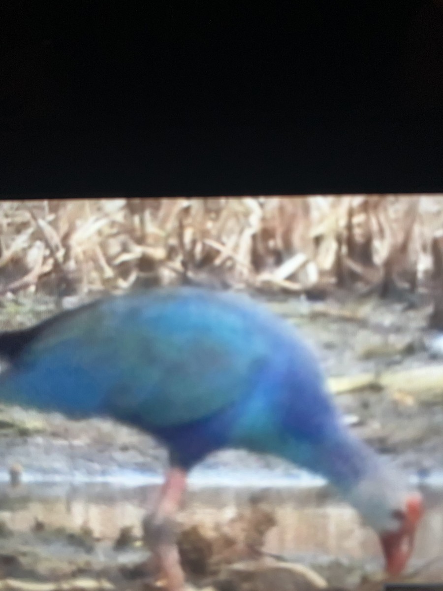 Gray-headed Swamphen - ML638374999