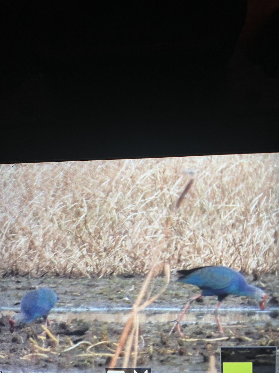 Gray-headed Swamphen - ML638375000