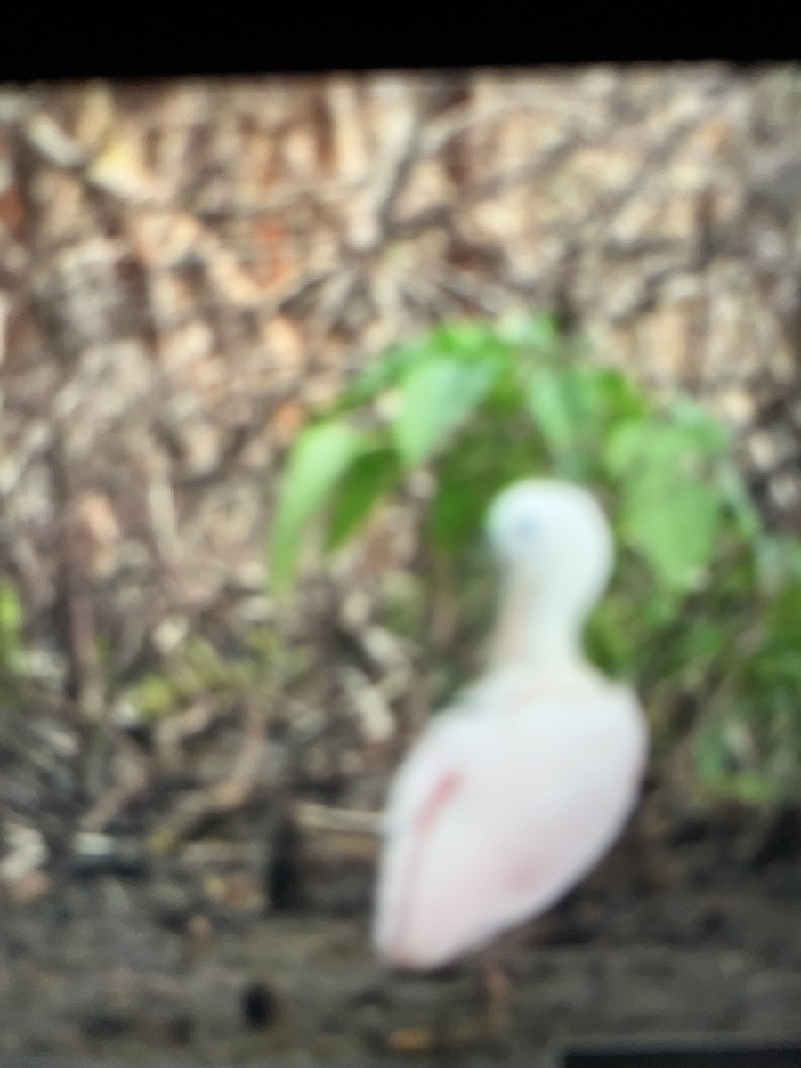 Roseate Spoonbill - ML638375004