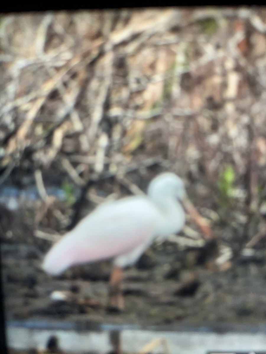 Roseate Spoonbill - ML638375005