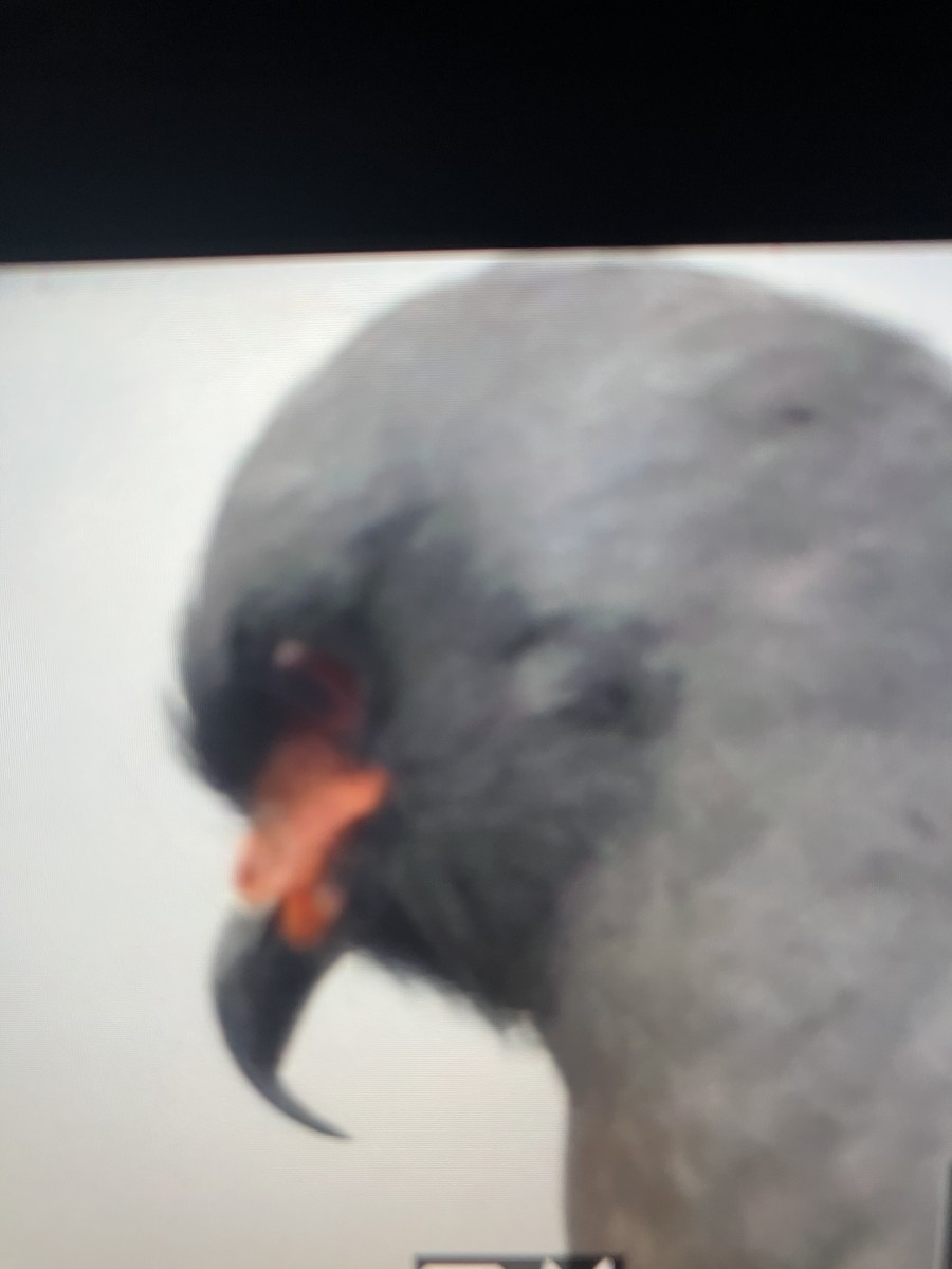 Snail Kite - ML638375010