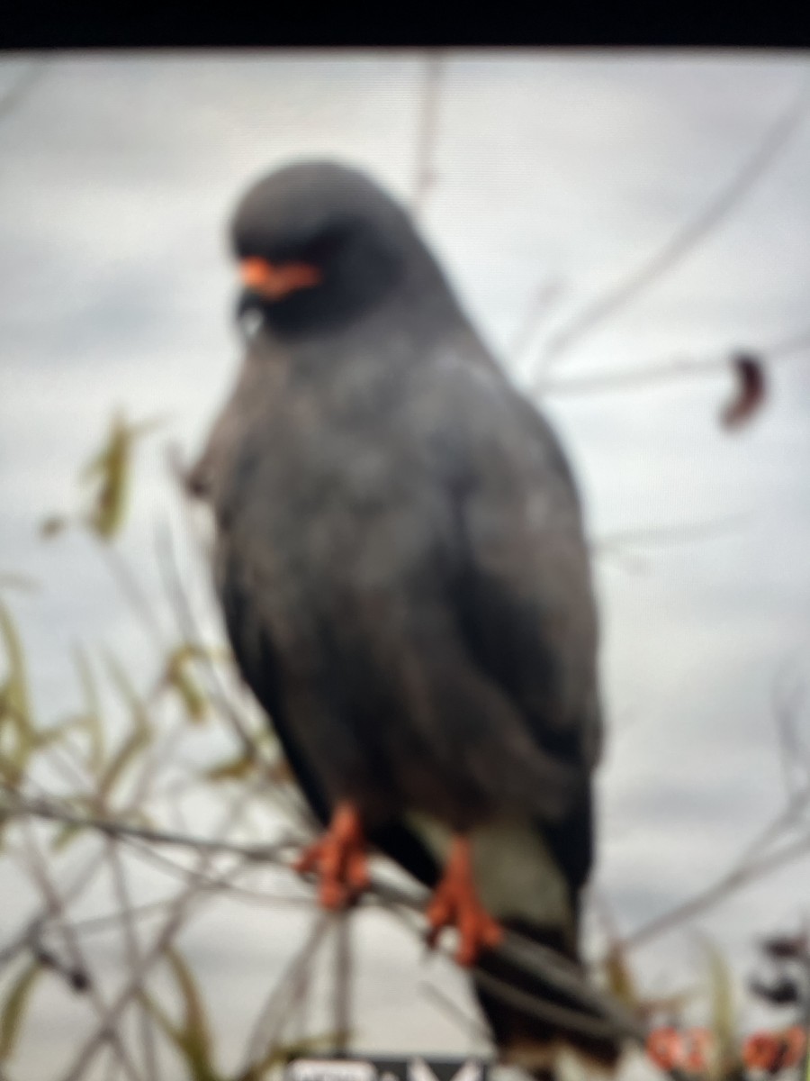 Snail Kite - ML638375011