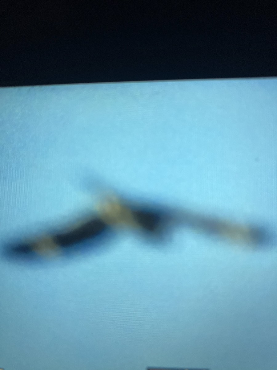 Common Nighthawk - ML638375031