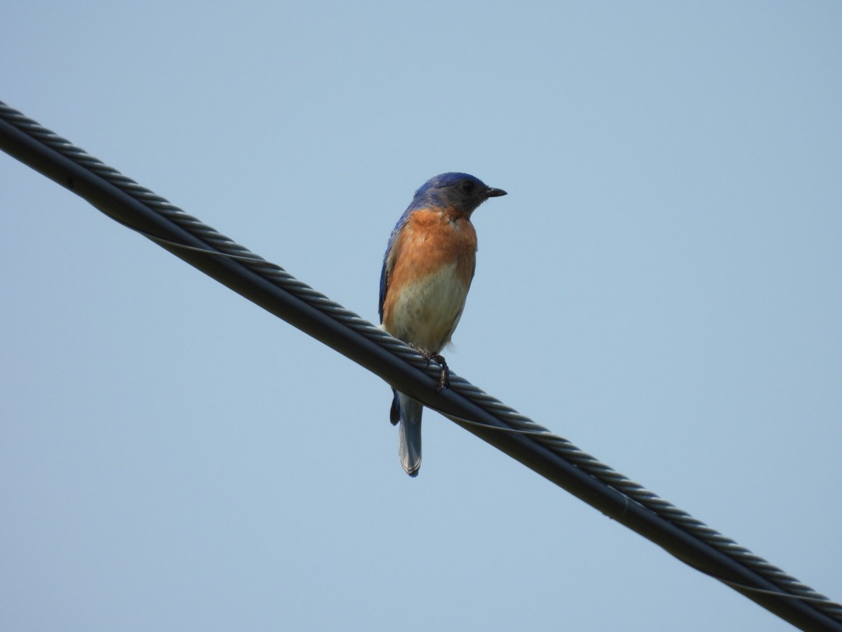 Eastern Bluebird - ML638375057