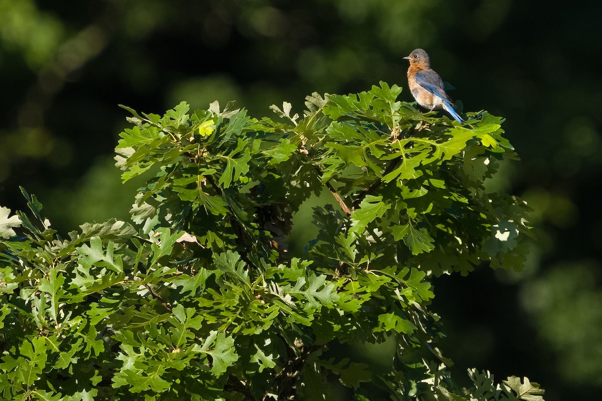 Eastern Bluebird - ML638375074