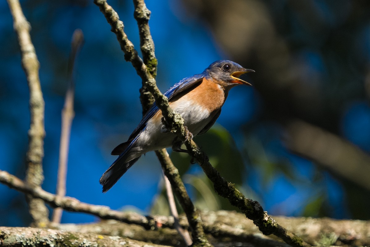 Eastern Bluebird - ML638375075