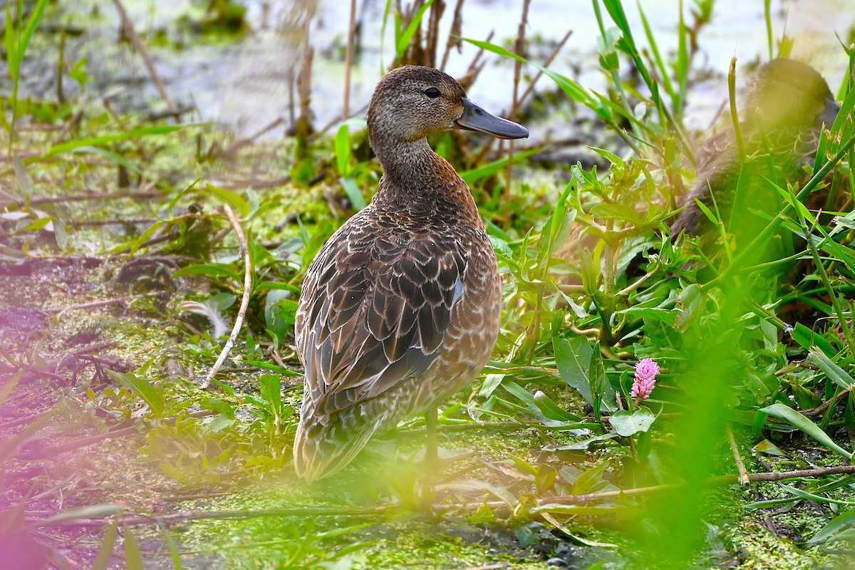 blåvingeand - ML638375076