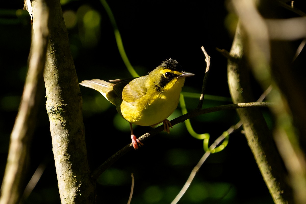 Kentucky Warbler - ML638375084