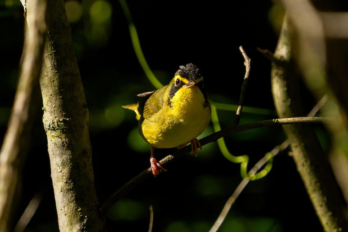 Kentucky Warbler - ML638375085