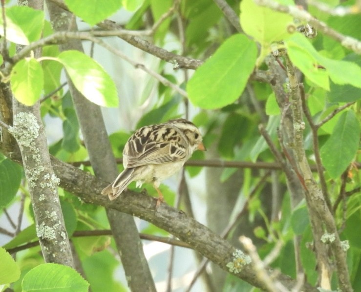 Clay-colored Sparrow - ML638375099