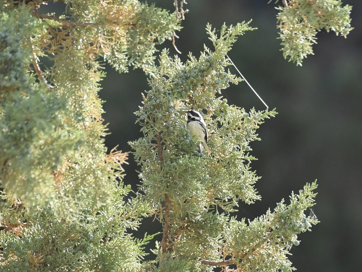 Black-throated Gray Warbler - ML638375102
