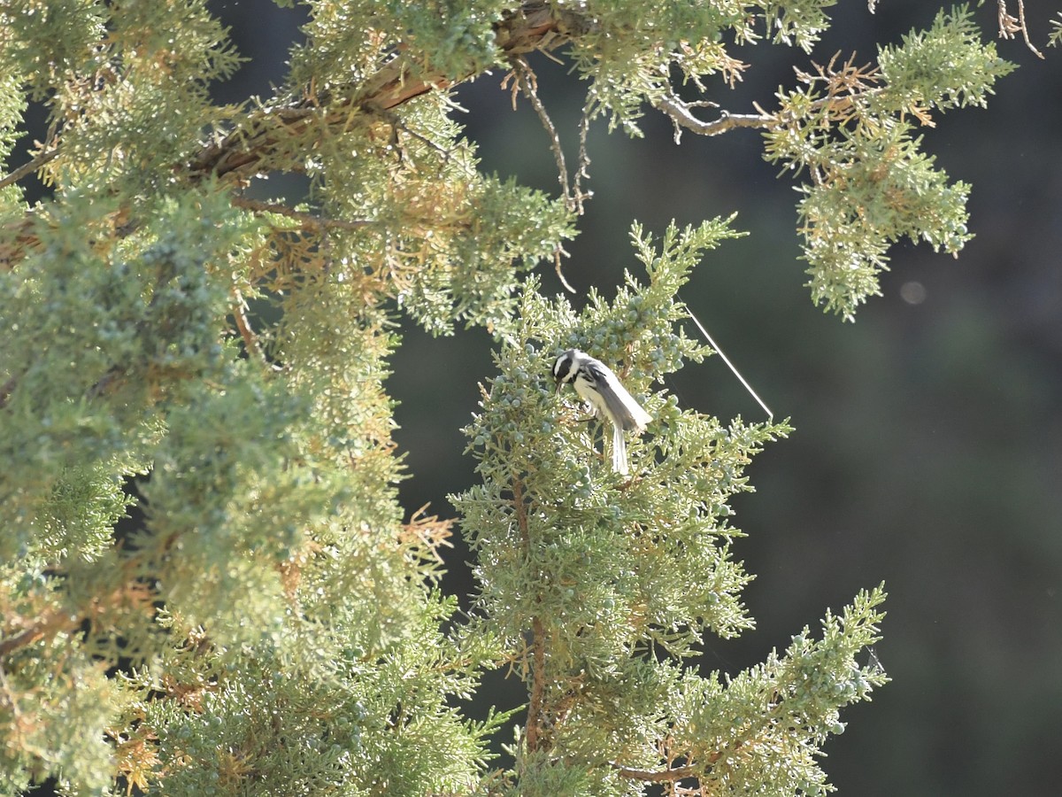 Black-throated Gray Warbler - ML638375103