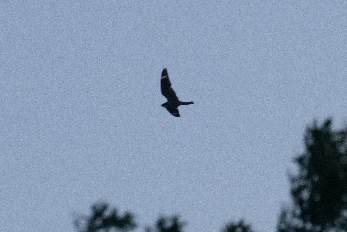Lesser Nighthawk - ML638375119