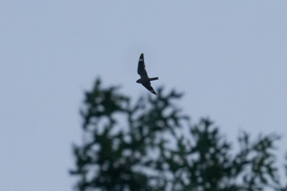 Lesser Nighthawk - ML638375120
