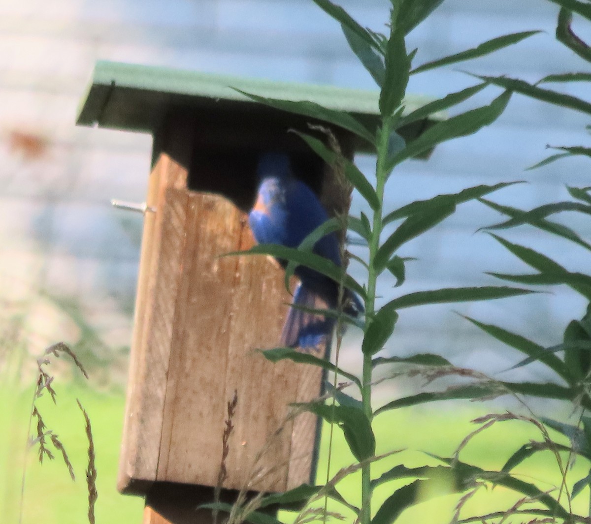 Eastern Bluebird - ML638375158