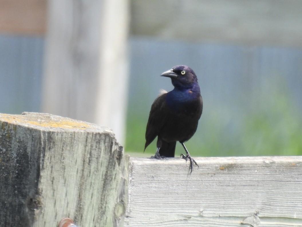 Common Grackle - ML638375177