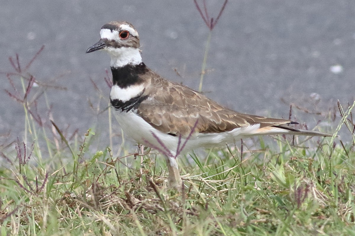 Killdeer - ML638375186